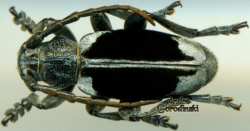 http://www.gorodinski.ru/cerambyx/Dorcadion dimidiatum.jpg